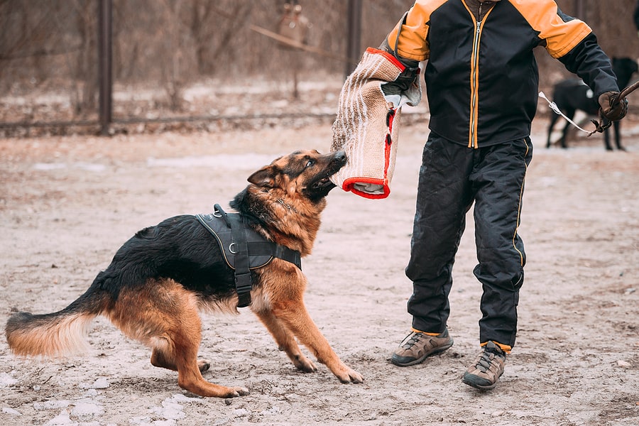 german shepherd training to attack man in protective suit
